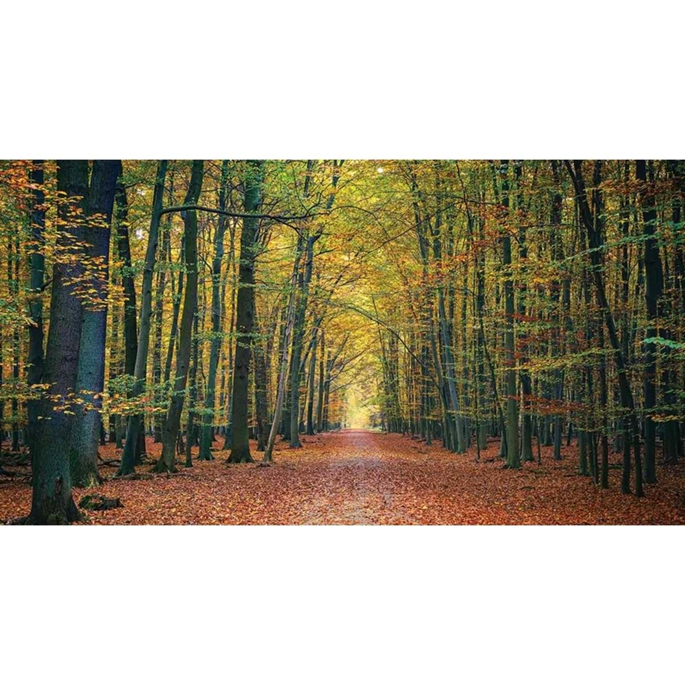 MONETA VOL.2 (W525)x(H280)=14.70 M2