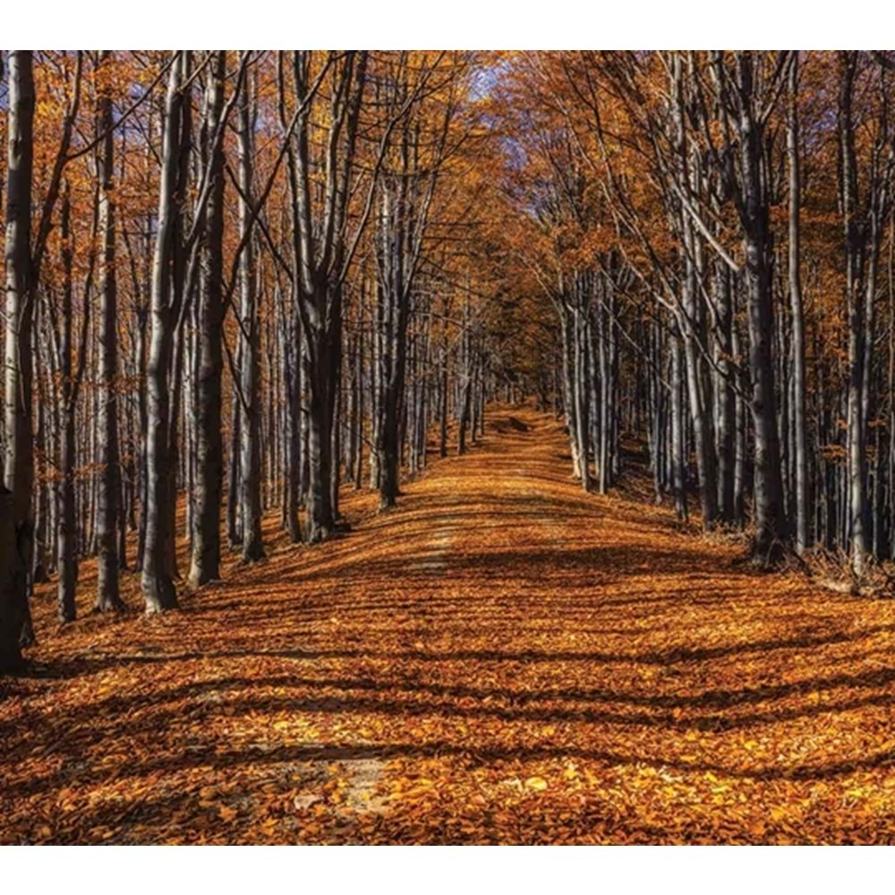 MONETA VOL.2 (W315)x(H280)=8.82 M2