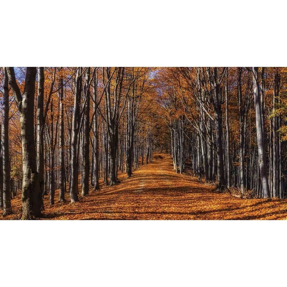 MONETA VOL.2 (W525)x(H280)=14.70 M2