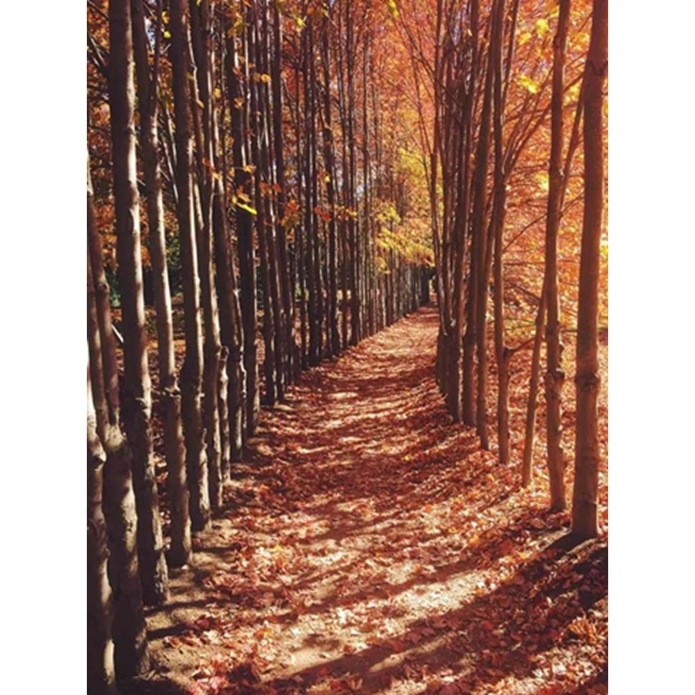 MONETA VOL.2 (W210)x(H280)=5.88 M2