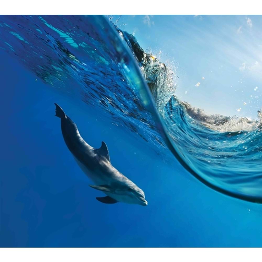 MONETA VOL.2 (W315)x(H280)=8.82 M2