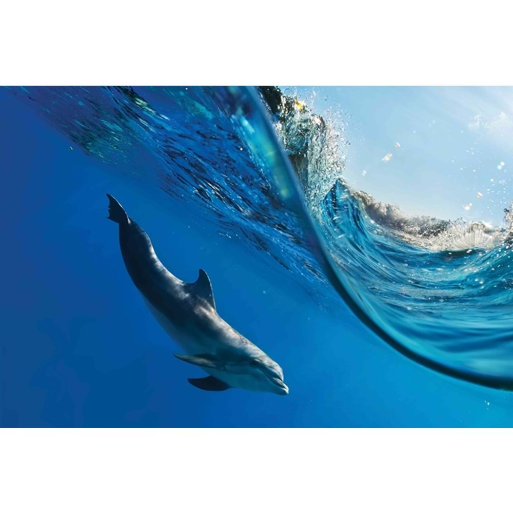 MONETA VOL.2 (W420)x(H280)=11.76 M2