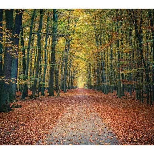 MONETA VOL.2 (W315)x(H280)=8.82 M2