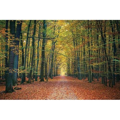 MONETA VOL.2 (W420)x(H280)=11.76 M2