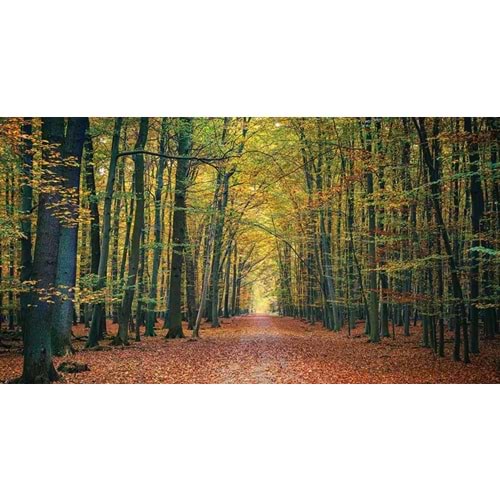 MONETA VOL.2 (W525)x(H280)=14.70 M2