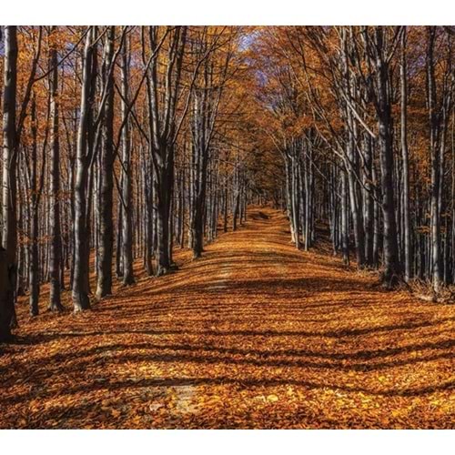 MONETA VOL.2 (W315)x(H280)=8.82 M2