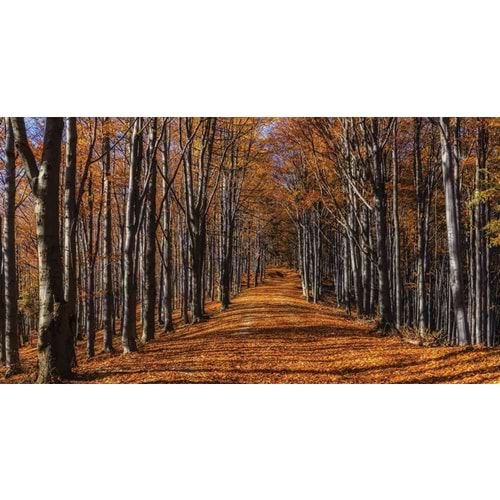 MONETA VOL.2 (W525)x(H280)=14.70 M2