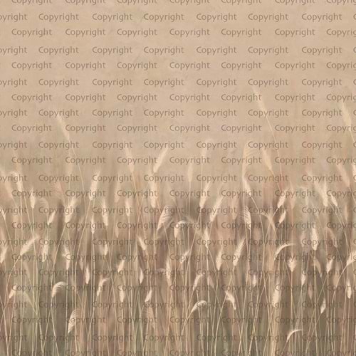 SEASONS POSTER (W525)x(H280)=14,70 M2